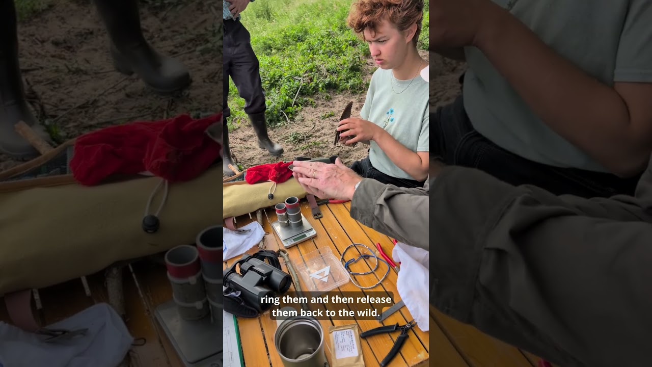 Ringing Sand Martins in The Netherlands