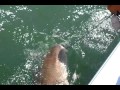 Mark Wagner catches his FOURTH nurse shark- part 2.mp4