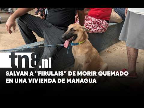Perrito se salva de morir quemado tras incendio en vivienda de Managua