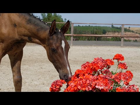 2022 Hengst - Der Kleene - Democracy x Van Vivaldi