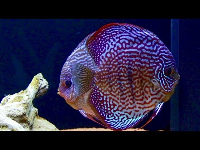 Couple Alert! First Discus Pair In My Fish Tank? | Juwel Rio 400