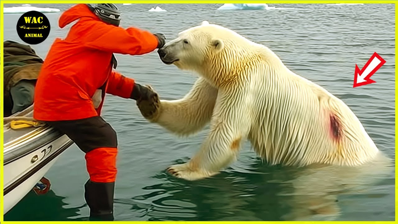 200 Animals That Asked People for Help & Kindness Caught On Camera ! #76