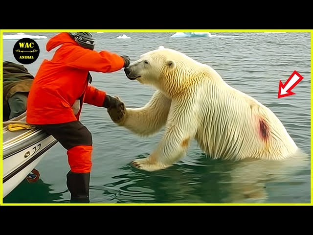 200 Animals That Asked People for Help & Kindness Caught On Camera ! #76 SDDEFAULT Thumbnail