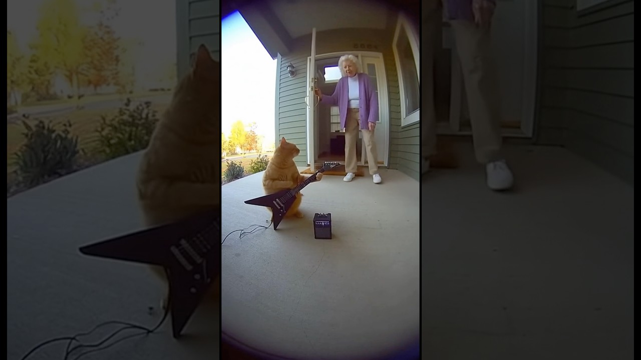 Cat Plays Guitar on Grandma’s Porch 😂🎸🐱 #Cats #FunnyCats #RingDoorbell