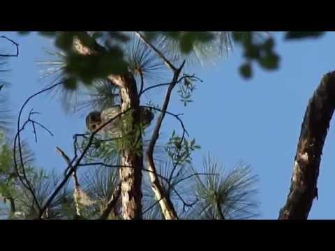 Barred Owl in the morning
