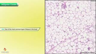 Histology of Adipose Tissue : Shotgun Histology