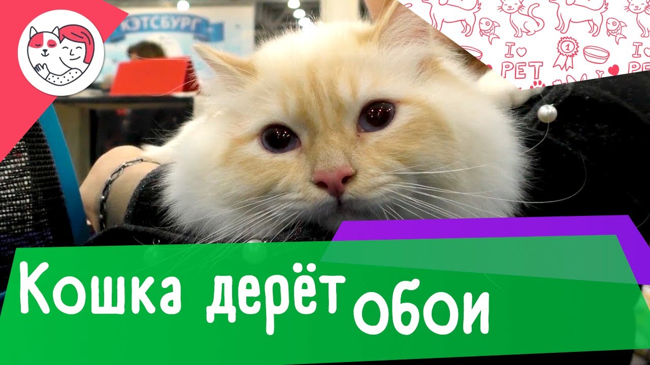 4 совета, как отучить кошку драть обои