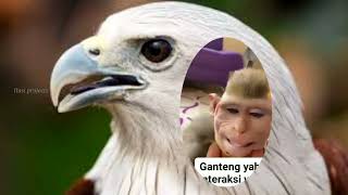 Download lagu Lestari -Mahligai dari air mata mp3