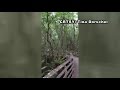 Panther on boardwalk at Corkscrew Swamp