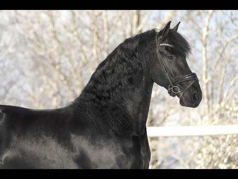 Stal Okkema's Hidzer - Markus x Tsjerk - Ster Sport Gelding - 2018 - 1.68m
