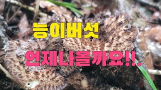 능이버섯 언제 나올까요??? 항상 기대하면 능이버섯산행 2024년 9월 24일