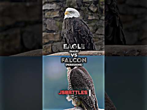 Bald Eagle vs Peregrine Falcon