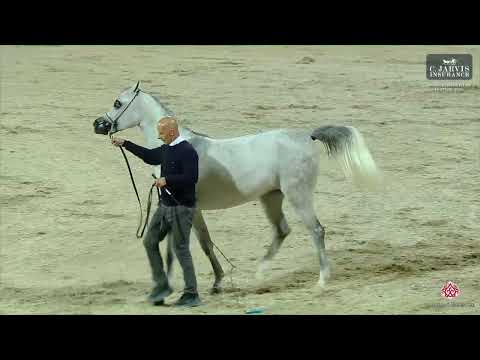 N 77 EL LA LINDA STC   KPAHS Purebred AH Festival 2025   Junior Fillies Class 2B