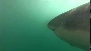 Great White Shark underwater