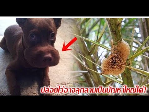 Aphrodisiacs aphrodisiacs สำหรับ ผลิตภัณฑ์ผึ้งในการรักษาความอ่อนแอ