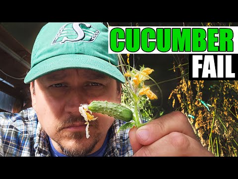 How To Grow Cucumbers Part 1 Seeding