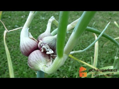 , title : 'Jak pěstovat cibuli prorůstavou. Allium proliferum'