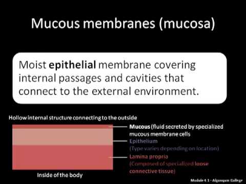 Body Membranes