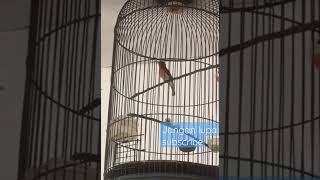 Download lagu kowul, nembak breen mp3 Download lagu kowul, nembak breen mp3