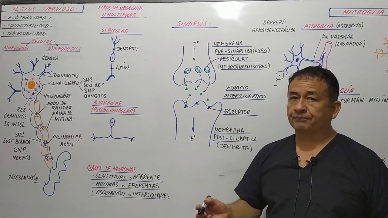 TEJIDO NERVIOSO - caracteristicas - neuronas - partes - sinapsis - neuroglía