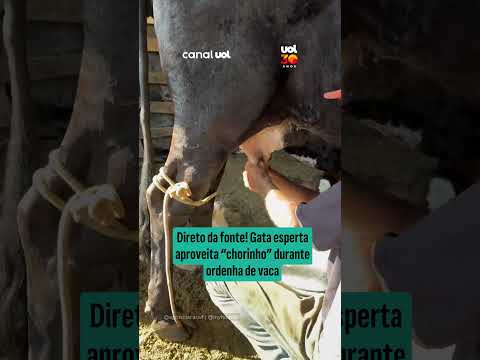 Gata esperta aproveita “chorinho” durante ordenha de vaca