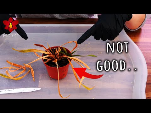 How I killed my Tolumnia Orchid 😫 + Tolumnia Collection Update