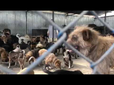 DOG SHELTER || SRIJANA THAKURI || FOOD FEEDING PROGRAM