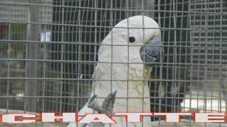 Gabrielle's Zoo Journey