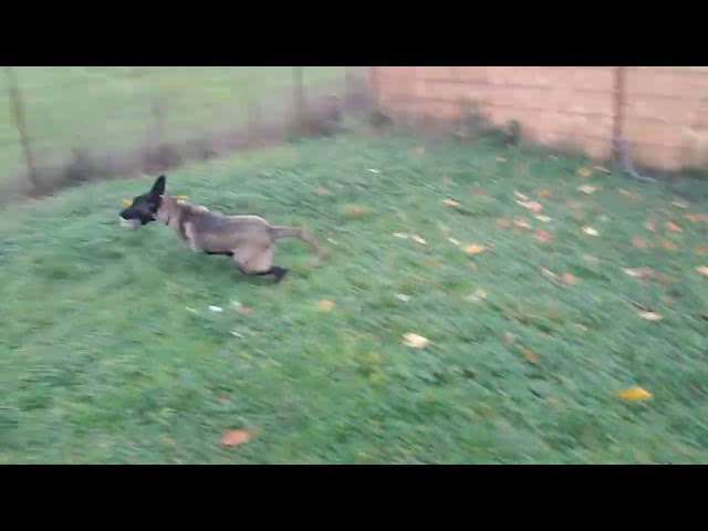 Belgian Malinois puppy for sale