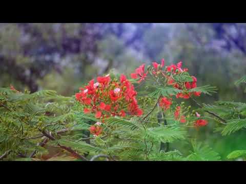 Hum Ahmedi Bachhe Hain - Urdu Nazm - Written By Abdul Manaan Shaad