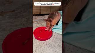 The man found a lost baby armadillo and brought it home to care for it.