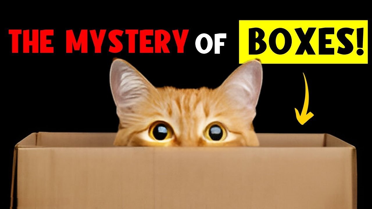 The SECRET Behind CATS' OBSESSION with BOXES! 🐈
