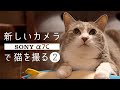 新しいカメラ（α7c）で猫を撮る part2 モアクリ vlog041