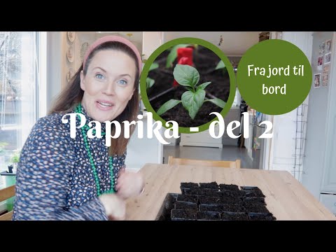 Paprika fra jord til bord del 2