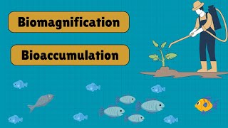 Biomagnification vs Bioaccumulation Explained | Impact on Food Chains & Ecosystems - Biospeaks