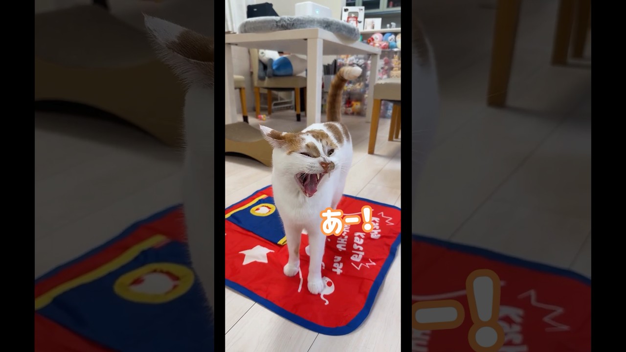 あくびで声が出ちゃう猫トロくん #shorts