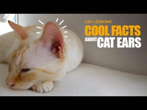 10 Cool Facts About Your Cat's Ears