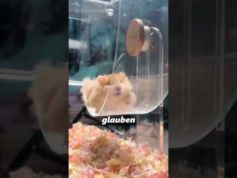 Hamster im Winterschlaf?🥶 Das musst du wissen!🐹#Hamster#haustier#funfacts#popularscience#shorts