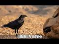 עורב שחור/ Corvus corax, Common raven