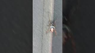 black hard shell spider with a cross arrow on his back. what kind?