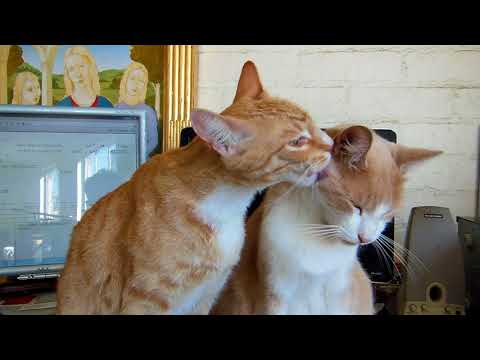 10 11 17 Chester licking Archie