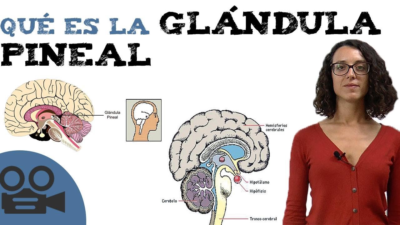 Qué es la glándula pineal