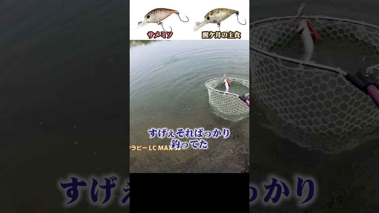 吉や&ラッキークラフトコラボカラーについて深堀