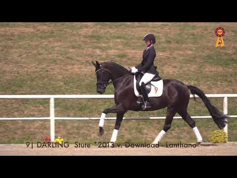 Marbacher Wochenende I DSP-Reitpferdeauktion & Sattelkörung
