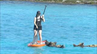 Swimming (not flying) Pigs