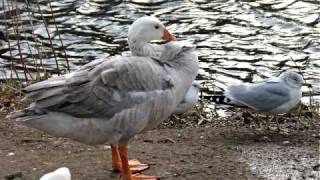 Purim and the Impossible Dream