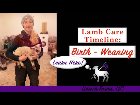 Lamb Care Timeline:  From Birth to Weaning!