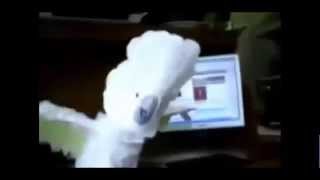 kumpulan video lucu burung kakak tua menari sesuai lagu