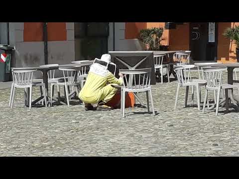 Piazza Roma sotto attacco di api.