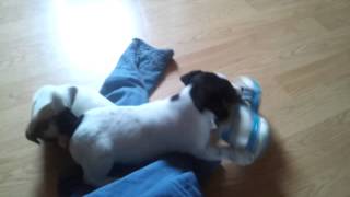 Jack Russell Puppies Playing with a Shoe - Cute!!